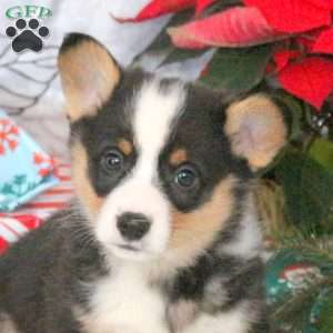 Nantucket, Pembroke Welsh Corgi Puppy