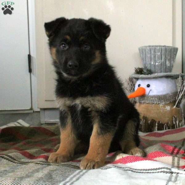 Naomi, German Shepherd Puppy