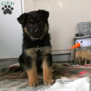 Naomi, German Shepherd Puppy