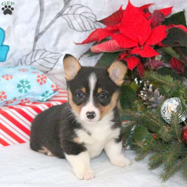 Narnia, Pembroke Welsh Corgi Puppy