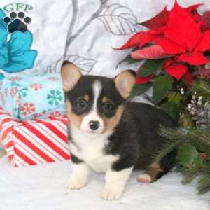 Narnia, Pembroke Welsh Corgi Puppy