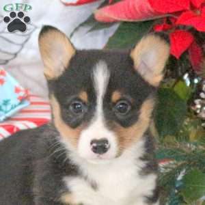 Narnia, Pembroke Welsh Corgi Puppy