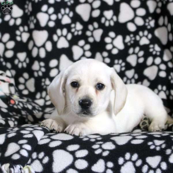 Nash, Dachshund Puppy