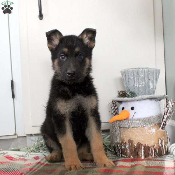 Nash, German Shepherd Puppy