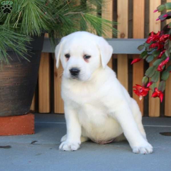 Nash, Yellow Labrador Retriever Puppy