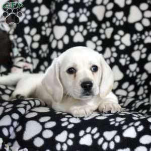 Nash, Dachshund Puppy