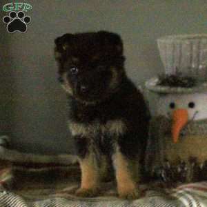 Nash, German Shepherd Puppy