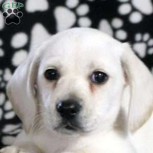 Nash, Dachshund Puppy