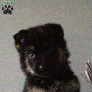 Nash, German Shepherd Puppy
