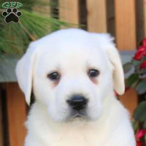 Nash, Yellow Labrador Retriever Puppy
