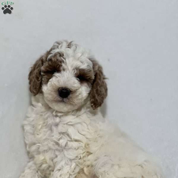 Nash, Miniature Poodle Puppy