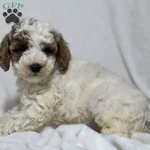 Nash, Miniature Poodle Puppy