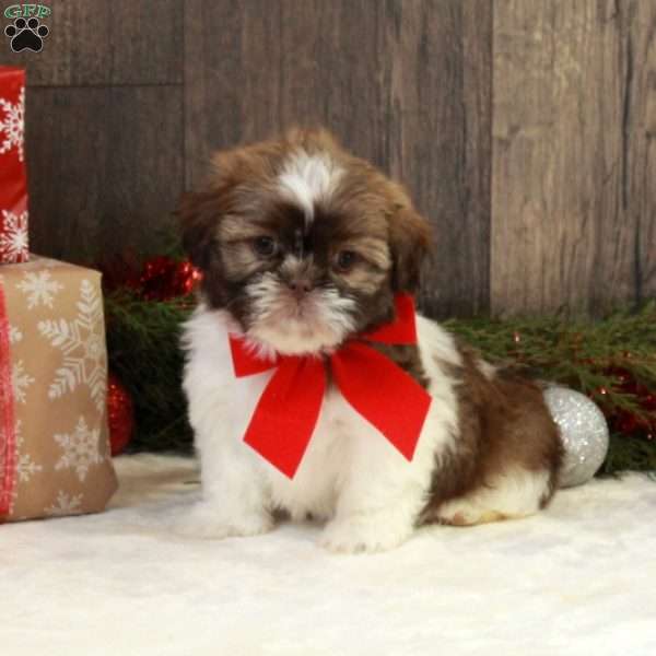Natalie, Shih Tzu Puppy