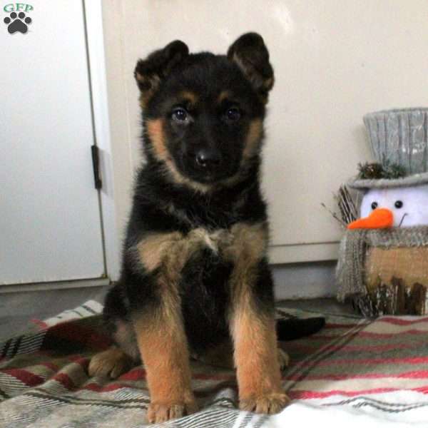 Nate, German Shepherd Puppy