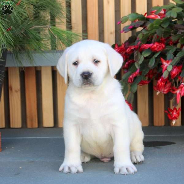 Nate, Yellow Labrador Retriever Puppy