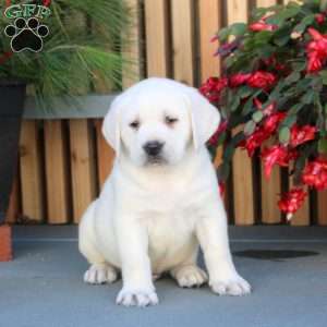 Nate, Yellow Labrador Retriever Puppy
