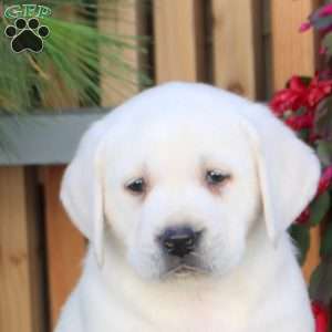 Nate, Yellow Labrador Retriever Puppy
