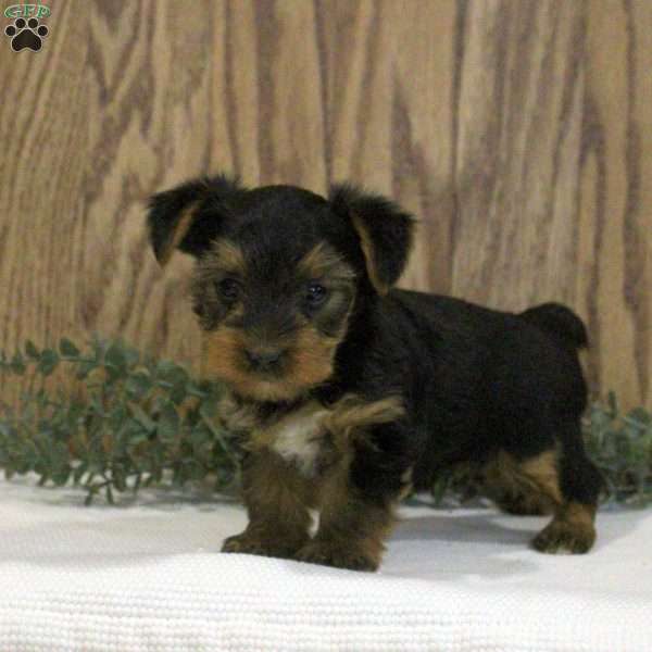 Nathan, Yorkie Puppy