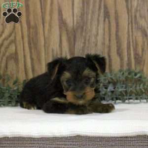 Nathan, Yorkie Puppy