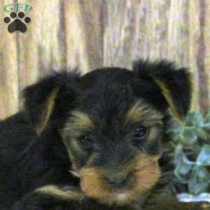 Nathan, Yorkie Puppy