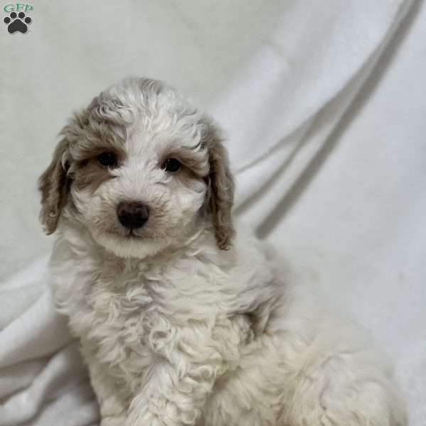 Nathan, Miniature Poodle Puppy