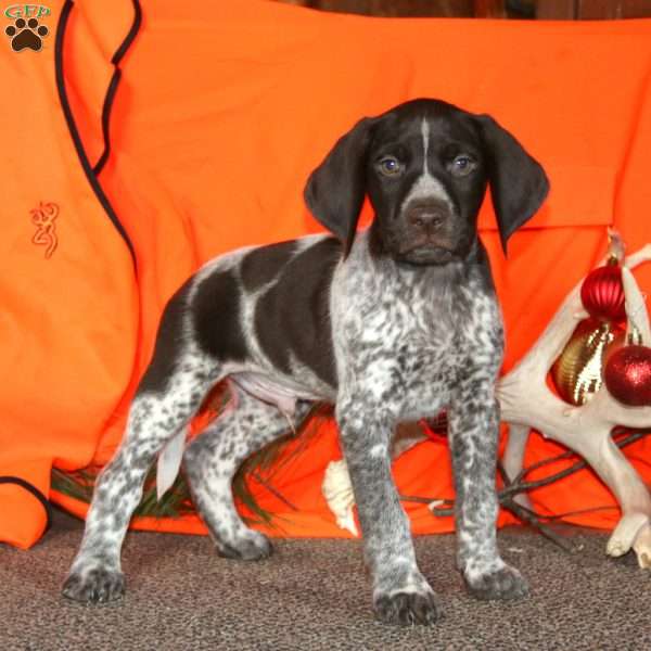 Navajo, German Shorthaired Pointer Puppy