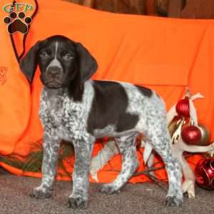 Navajo, German Shorthaired Pointer Puppy