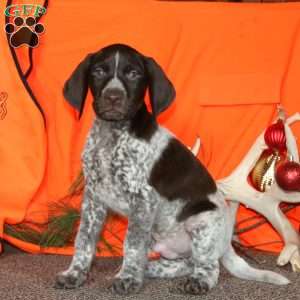 Navajo, German Shorthaired Pointer Puppy