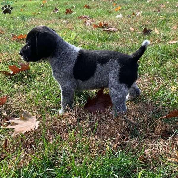 Navee, Beagle Mix Puppy