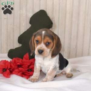 Navy, Beagle Puppy