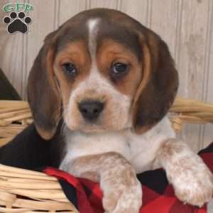 Navy, Beagle Puppy