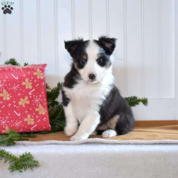 Nellie, Sheltie Puppy
