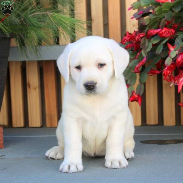 Nellie, Yellow Labrador Retriever Puppy