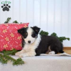 Nellie, Sheltie Puppy