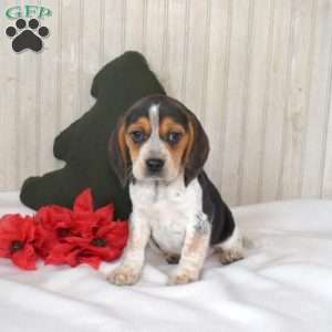 Nellie, Beagle Puppy