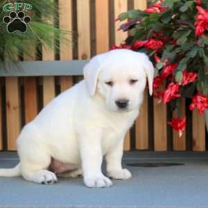 Nellie, Yellow Labrador Retriever Puppy