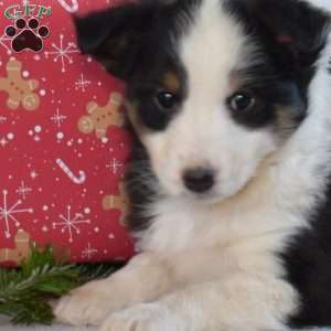 Nellie, Sheltie Puppy