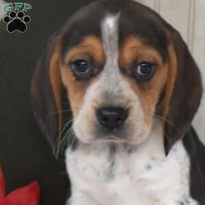 Nellie, Beagle Puppy