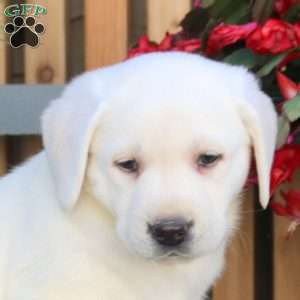 Nellie, Yellow Labrador Retriever Puppy