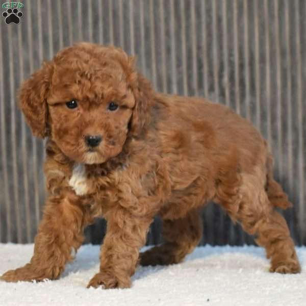 Nelly, Toy Poodle Puppy
