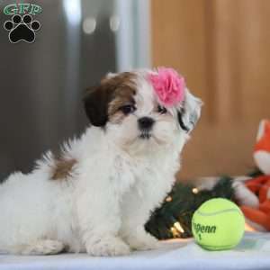 Nelly, Shih Tzu Puppy