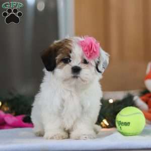 Nelly, Shih Tzu Puppy