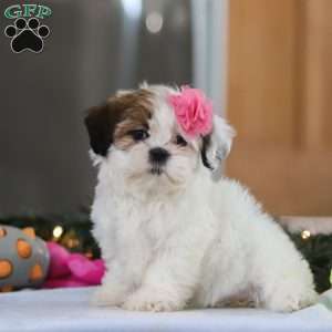 Nelly, Shih Tzu Puppy