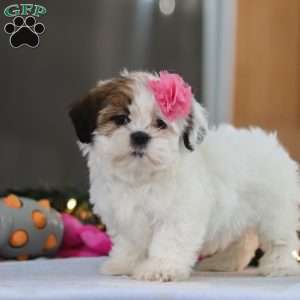 Nelly, Shih Tzu Puppy
