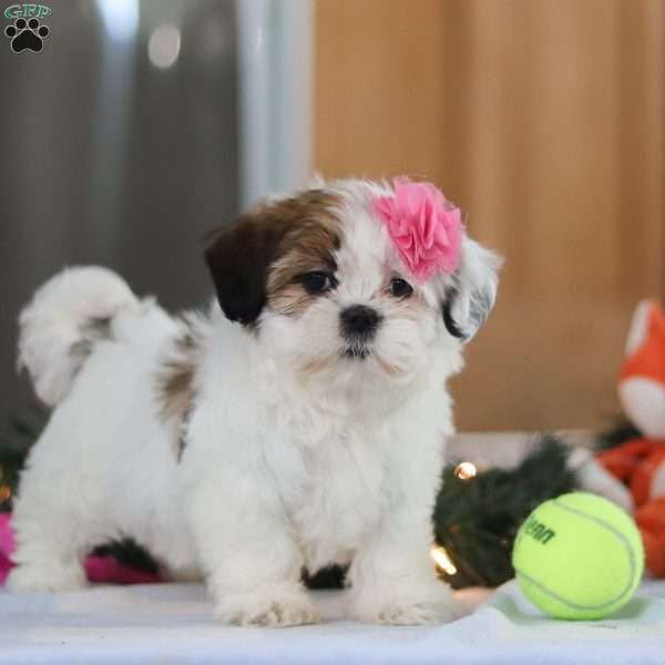 Nelly, Shih Tzu Puppy
