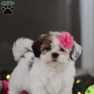 Nelly, Shih Tzu Puppy