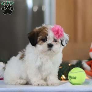 Nelly, Shih Tzu Puppy