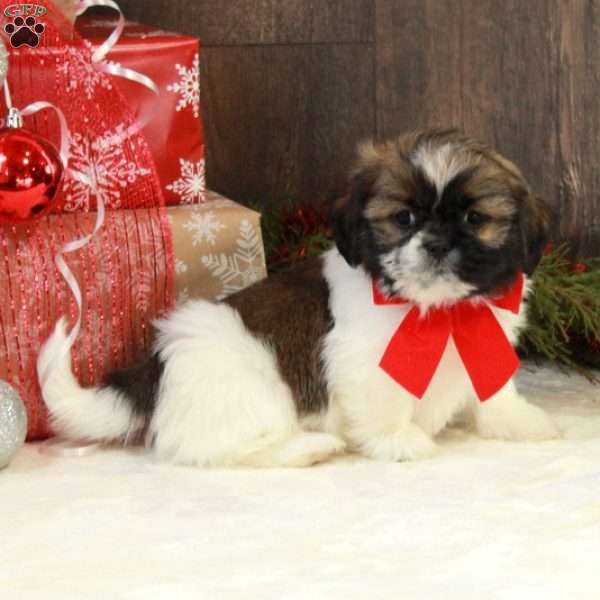 Nemo, Shih Tzu Puppy