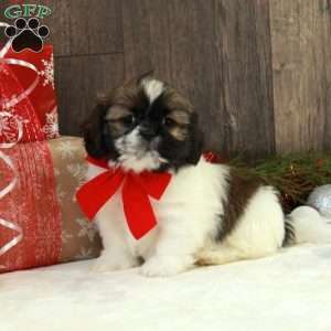 Nemo, Shih Tzu Puppy