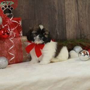 Nemo, Shih Tzu Puppy